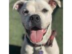 Adopt Yuki a Boxer / Mixed dog in San Pablo, CA (33591798)