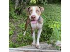 Adopt Luba a Catahoula Leopard Dog / Mixed dog in Austin, TX (33591889)