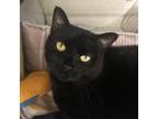 Adopt Gypsy a Domestic Shorthair / Mixed cat in Hamilton, GA (33591820)