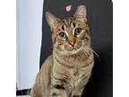 Adopt Novak a Domestic Shorthair / Mixed cat in Hamilton, GA (33591816)