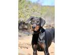 Adopt Victor a Black - with Tan, Yellow or Fawn Doberman Pinscher / Mixed dog in
