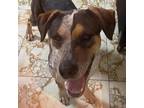 Adopt Merci a White - with Tan, Yellow or Fawn Australian Cattle Dog / Mixed dog