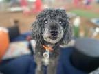 Adopt Pierre a Gray/Blue/Silver/Salt & Pepper Poodle (Miniature) / Mixed dog in