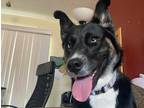 Adopt Noah Mae a Black - with Tan, Yellow or Fawn Husky / Rottweiler / Mixed dog
