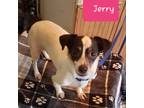Adopt Jerry a White - with Black Jack Russell Terrier / Mixed dog in Lyles