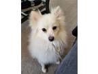 Adopt Charlie a White Pomeranian / Mixed dog in Las Vegas, NV (33590525)