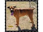 Adopt Elroy a Labrador Retriever / Mixed dog in Granbury, TX (33590590)