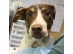 Adopt Jimmy a White - with Tan, Yellow or Fawn Collie / Pointer / Mixed dog in