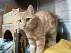 Adopt Copper a Domestic Shorthair / Mixed cat in Prince George, BC (33590417)