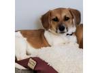 Adopt Sadie a Corgi / Mixed Breed (Medium) dog in Buffalo, NY (33590295)
