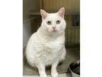 Adopt Grace Kelly a White Domestic Shorthair / Mixed cat in Colorado Springs