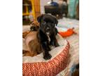 Adopt Monica a Black Mastiff / Rottweiler dog in oklahoma city, OK (33590225)