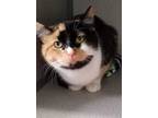 Adopt Charlotte a White Domestic Shorthair / Domestic Shorthair / Mixed cat in