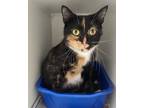 Adopt Clara a Calico or Dilute Calico Domestic Shorthair (short coat) cat in