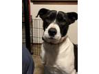 Adopt Lucy a White - with Black Border Collie / American Pit Bull Terrier /