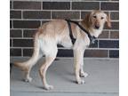 Adopt WIlson a Tan/Yellow/Fawn Golden Retriever dog in Lafayette, IN (33585734)
