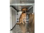 Adopt Ryan a Brown/Chocolate Shepherd (Unknown Type) / Black Mouth Cur / Mixed