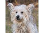 Adopt Teddy a Tan/Yellow/Fawn Shih Tzu / Mixed dog in Stroudsburg, PA (33585468)