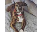 Adopt Merry a Brindle Plott Hound / Boxer / Mixed dog in St.