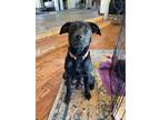 Adopt Bailey mom to Christmas pups a Black Labrador Retriever / Mixed dog in