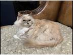 Adopt Parfait a Cream or Ivory Ragdoll / Mixed cat in Pelham, NY (33573288)