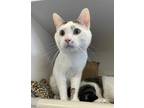 Adopt LOKI a White (Mostly) Domestic Shorthair / Mixed (short coat) cat in