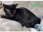Adopt Lucas a All Black Domestic Shorthair / Mixed cat in Abbeville