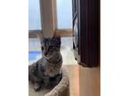 Adopt Millie a Brown Tabby Domestic Shorthair / Mixed cat in Abbeville