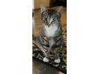 Adopt Gwen a Brown or Chocolate (Mostly) Domestic Shorthair / Mixed cat in