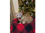 Adopt Pete a Orange or Red Tabby Domestic Shorthair / Mixed cat in Abbeville