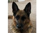 Adopt Roxy a Tan/Yellow/Fawn German Shepherd Dog / Mixed dog in Helena