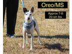 Adopt Oreo/MS a White Rat Terrier / Jack Russell Terrier / Mixed dog in