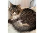 Adopt Jovi (with Audrey) a Brown Tabby Domestic Longhair / Mixed cat in