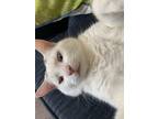 Adopt Angel a White (Mostly) Domestic Shorthair / Mixed (short coat) cat in