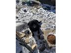 Adopt Diesel a Black Labrador Retriever / Mixed dog in Clinton, UT (33572571)