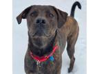 Adopt Hendricks aka Buddy a Brindle Mastiff / Rottweiler / Mixed dog in