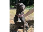 Adopt Poppy a Black American Pit Bull Terrier / Mixed dog in Social Circle