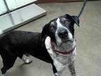 Adopt EVANS a Black - with White Pointer / Mixed dog in Phoenix, AZ (33587717)