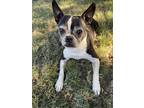 Adopt George a Black - with White Boston Terrier / Mixed dog in Rocklin