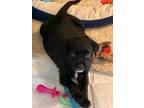 Adopt John a Black Mastiff / Rottweiler dog in oklahoma city, OK (33587638)