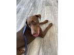 Adopt Scout a Brown/Chocolate Doberman Pinscher / American Pit Bull Terrier dog
