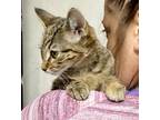 Adopt Adira a Brown Tabby Domestic Shorthair / Mixed cat in Anoka, MN (33585807)