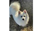 Adopt Rocko a White American Eskimo Dog / Mixed dog in Anderson, IN (33587227)