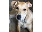 Adopt Izzie a Tan/Yellow/Fawn - with White Great Pyrenees / Doberman Pinscher /