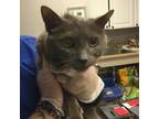 Adopt Tanner a Gray or Blue Domestic Shorthair / Mixed cat in Greenville