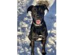Adopt Diesel a Black Labrador Retriever / Mixed dog in Hastings, MN (33586583)