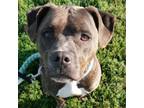 Adopt Thequeen a Brindle Mixed Breed (Large) / Mixed dog in Ballston Spa