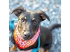 Adopt Atlas a Black - with Tan, Yellow or Fawn Australian Cattle Dog / German