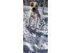 Adopt Radio a White Australian Cattle Dog / American Pit Bull Terrier / Mixed