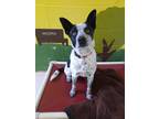 Adopt Cash a Black - with White Australian Cattle Dog / Mixed dog in Seville